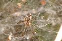 Cyrtophora_ZZXYX_D3544_O_88_Mt Florence station_Australie